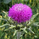 MILK THISTLE SEEDS 50+ herb FLOWER garden BIENNIAL Silybum Marianum MILK THISTLE SEEDS 50+ herb FLOWER garden BIENNIAL Silybum Marianum