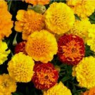 FRENCH MARIGOLD FLOWER SEEDS 100+ PETITE MIX GARDEN annuals BEES FRENCH MARIGOLD FLOWER SEEDS 100+ PETITE MIX GARDEN annuals BEES
