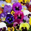 PANSY SEEDS 60+ SWISS GIANT MIX flower GARDEN hardy BIENNIAL