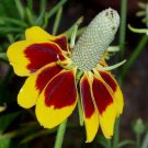 MEXICAN HAT FLOWER SEEDS 200+ RATIBIDA perennial CONEFLOWER garden MEXICAN HAT FLOWER SEEDS 200+ RATIBIDA perennial CONEFLOWER garden
