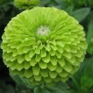 GREEN ZINNIA FLOWER SEEDS 100+ "ENVY" GARDEN bees BIRDS ANNUAL
