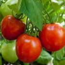 GLACIER TOMATO SEEDS 50+ DETERMINATE COOL season VEGETABLE GARDEN GLACIER TOMATO SEEDS 50+ DETERMINATE COOL season VEGETABLE GARDEN