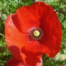 Corn Red Poppy Seeds 1000+ Flower USA Corn Red Poppy Seeds 1000+ Flower USA
