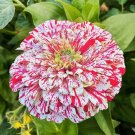 Peppermint Stick Zinnia Seeds 100+ Flower Elegans