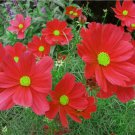 Cosmos Dazzler Seeds 100 Ct Red Flower