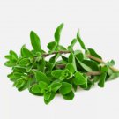 Marjoram Seeds 1000+ Herb Perrenial Sweet Spice