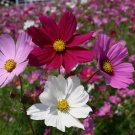 Cosmos Seeds Sensation Mix 100 Ct Flower Garden Cosmos Seeds Sensation Mix 100 Ct Flower Garden