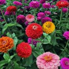 Zinnia California Giant Mix Seeds 100+ Flower COLORFUL BLOOMS