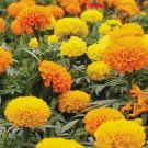 Marigold Seeds 150+ African Cracker Jack Mix Flower