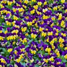 Johnny Jump Up Viola Seeds 300+ Flower VIOLET CORNUTA TRICOLOR Johnny Jump Up Viola Seeds 300+ Flower VIOLET CORNUTA TRICOLOR