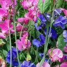 Sweet Pea Royal Mix 30 Ct Flower Annual Aroma Sweet Pea Royal Mix 30 Ct Flower Annual Aroma