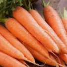 Scarlet Nantes Carrot Seeds 1000+ Vegetable Garden