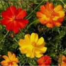 Cosmos Bright Lights Seeds 100 Ct ANNUAL Mix Cut Flower Garden Cosmos Bright Lights Seeds 100 Ct ANNUAL Mix Cut Flower Garden