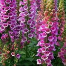 Foxglove Foxy Mix Seeds 500+ Digitalis Flower MIXED Biennial Foxglove Foxy Mix Seeds 500+ Digitalis Flower MIXED Biennial