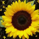 Sunflower Seeds Dwarf Sunspot 50+ Yellow Flower Sunflower Seeds Dwarf Sunspot 50+ Yellow Flower