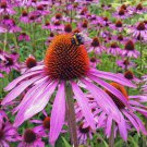 Purple Coneflower Seeds 200+ Echinacea Purple Coneflower Seeds 200+ Echinacea