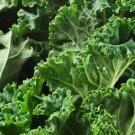 Kale 500+ Seeds Dwarf Siberian Vegetable Garden Kale 500+ Seeds Dwarf Siberian Vegetable Garden
