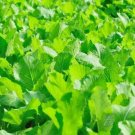 Florida Broadleaf Mustard Seeds 1000+ HEIRLOOM
