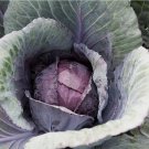 Red Acre Cabbage Seeds 500+ Vegetable Garden Red Acre Cabbage Seeds 500+ Vegetable Garden