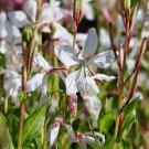 Gaura Lindheimeri Seeds 25+White Flower Wildflower