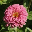 Pink Luminosa Zinnia Seeds 200+ Flower Elegans Garden