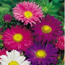 Aster Seeds 200+ Single China Mix Flower Mixed Colors Aster Seeds 200+ Single China Mix Flower Mixed Colors