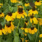 Clasping Coneflower Seeds 300+ Rudbeckia Clasping Coneflower Seeds 300+ Rudbeckia