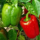 California Wonder Bell Pepper Seeds 100+ Sweet Vegetable California Wonder Bell Pepper Seeds 100+ Sweet Vegetable