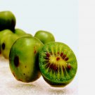 50 Issai Kiwi Seeds Arctic Grape Superfruit Garden Plant Cold Hardy Fast Vine 50 Issai Kiwi Seeds Arctic Grape Superfruit Garden Plant Cold Hardy Fast Vine
