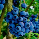 BLUEBERRY TREE SEEDS New Jersey Southern Highbush Cold Hardy Garden Fruit Plant BLUEBERRY TREE SEEDS New Jersey Southern Highbush Cold Hardy Garden Fruit Plant