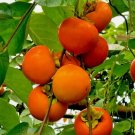 5 JAPANESE PERSIMMON TREE SEEDS (Diospyros Kaki) Asia Hardy Garden Fruit Plant 5 JAPANESE PERSIMMON TREE SEEDS (Diospyros Kaki) Asia Hardy Garden Fruit Plant