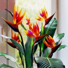 ORANGE BIRD of PARADISE SEEDS (Strelitzia reginae) Tropical Crane Flower Plant ORANGE BIRD of PARADISE SEEDS (Strelitzia reginae) Tropical Crane Flower Plant