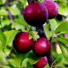 AMERICAN PLUM TREE SEEDS (Prunus americana) Fast Fruit Flower Plant Hardy-Zone 3 AMERICAN PLUM TREE SEEDS (Prunus americana) Fast Fruit Flower Plant Hardy-Zone 3