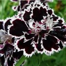 40+ CARNATION / DIANTHUS, BLACK & WHITE, VELVET 'N LACE FLOWER SEEDS, PERENNIAL 40+ CARNATION / DIANTHUS, BLACK & WHITE, VELVET 'N LACE FLOWER SEEDS, PERENNIAL