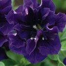 25 Seeds Royal Velvet Purple Petunia Flowers 25 Seeds Royal Velvet Purple Petunia Flowers