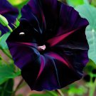 25+ Seeds Black Velvet Morning Glory Flowers