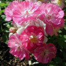 Miniature Angel Wings Rose 10 Seeds - Perennial