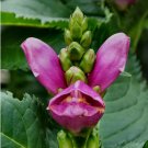 Rose Turtle Head - Chelone - Shade Perennial - 10 Seeds