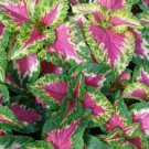 Wizard Series Rose Coleus - 10 seeds Wizard Series Rose Coleus - 10 seeds