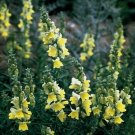 Lemon Sherbet Snapdragon 50 Seeds - Perennial