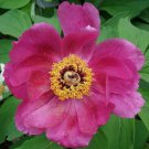 Banatica Rose Peony 4 Seeds - Paeonia - Perennial