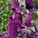 Purple Sheen Sea Holly 50 Seeds - Eryngium - Perennial Purple Sheen Sea Holly 50 Seeds - Eryngium - Perennial