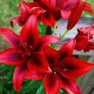 20 SEEDS for Deep Red LILY RARE flower exotic bloom home garden plant 20 SEEDS for Deep Red LILY RARE flower exotic bloom home garden plant