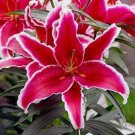 20 SEEDS for Crimson Red LILY RARE flower exotic home garden plant 20 SEEDS for Crimson Red LILY RARE flower exotic home garden plant