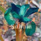 20 SEEDS for Teal Green IRIS rare flower exotic bloom garden plant
