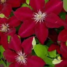 20 SEEDS For Deep Red CLEMATIS rare flower exotic vine bush plant