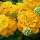 20 SEEDS for Sun Yellow HYDRANGEA RARE flower exotic bush home plant 20 SEEDS for Sun Yellow HYDRANGEA RARE flower exotic bush home plant