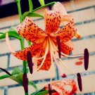20 SEEDS for Orange Tiger LILY RARE flower Bloom exotic home plant 20 SEEDS for Orange Tiger LILY RARE flower Bloom exotic home plant