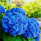 20 SEEDS for Deep Blue HYDRANGEA RARE flower exotic bush plant 20 SEEDS for Deep Blue HYDRANGEA RARE flower exotic bush plant
