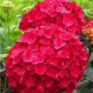 20 SEEDS for Cherry Red HYDRANGEA RARE flower exotic bush home plant 20 SEEDS for Cherry Red HYDRANGEA RARE flower exotic bush home plant